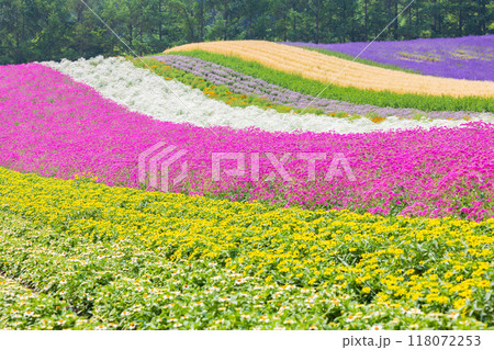 夏の北海道　富良野　カラフルな花畑 118072253