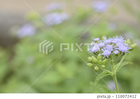 セイヨウフジバカマ セイヨウフジバカマ 118072412