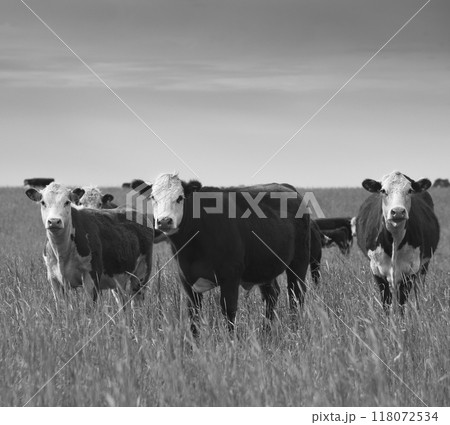 Cattle raising  in Argentine countryside, natural grass environment, La Pampa Province,Patagonia, Argentina. 118072534