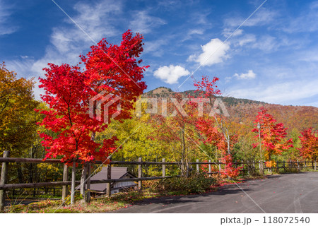 「平湯大滝」駐車場周辺の鮮やかな紅葉 「平湯大滝」駐車場周辺の鮮やかな紅葉 118072540