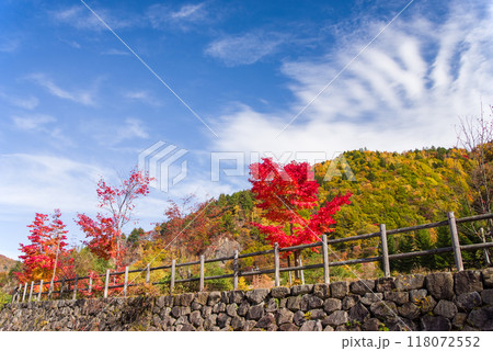 「平湯大滝」駐車場周辺の鮮やかな紅葉 「平湯大滝」駐車場周辺の鮮やかな紅葉 118072552