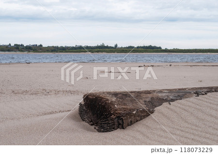 Old log in sand on a riverbank 118073229