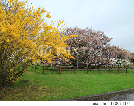 日本一遅咲きの桜 野付の千島桜 日本一遅咲きの桜 野付の千島桜 118073376