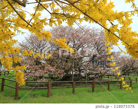 日本一遅咲きの桜 野付の千島桜 日本一遅咲きの桜 野付の千島桜 118073378