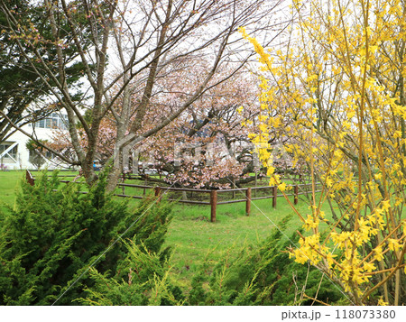 日本一遅咲きの桜の野付の千島桜 118073380