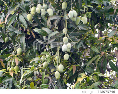 お釈迦様にマンゴー園を寄進した女性アンバパリの名を想像させるアンバパリマンゴーの木と果実 お釈迦様にマンゴー園を寄進した女性アンバパリの名を想像させるアンバパリマンゴーの木と果実 118073746