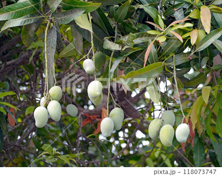 お釈迦様にマンゴー園を寄進した女性アンバパリの名を想像させるアンバパリマンゴーの木と果実 お釈迦様にマンゴー園を寄進した女性アンバパリの名を想像させるアンバパリマンゴーの木と果実 118073747