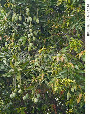 お釈迦様にマンゴー園を寄進した女性アンバパリの名を想像させるアンバパリマンゴーの木と果実 お釈迦様にマンゴー園を寄進した女性アンバパリの名を想像させるアンバパリマンゴーの木と果実 118073748