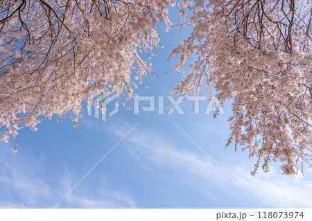 長野県飯田市 杵原学校の満開のしだれ桜 長野県飯田市 杵原学校の満開のしだれ桜 118073974