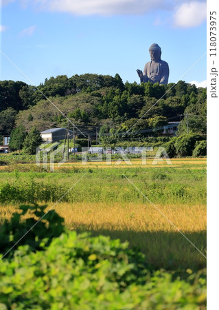牛久大仏（茨城県牛久市） 118073975