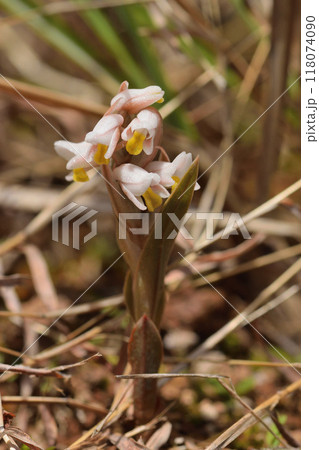 キヌラン キヌラン 118074090