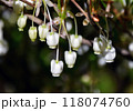 春に咲く白い壺型の小花が可愛いドウダンツツジ 北海道で春から初夏に一斉に咲く花 118074760