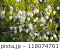 春に咲く白い壺型の小花が可愛いドウダンツツジ　北海道で春から初夏に一斉に咲く花 118074761