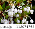 春に咲く白い壺型の小花が可愛いドウダンツツジ　北海道で春から初夏に一斉に咲く花 118074762