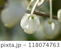春に咲く白い壺型の小花が可愛いドウダンツツジ のクローズアップ 118074763