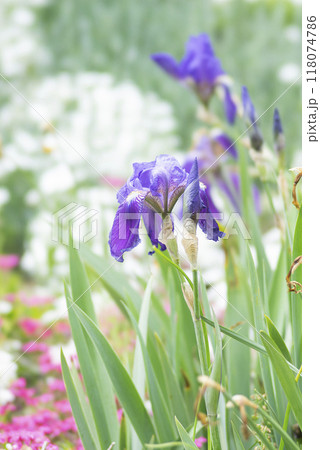 咲き誇るアヤメ 118074786