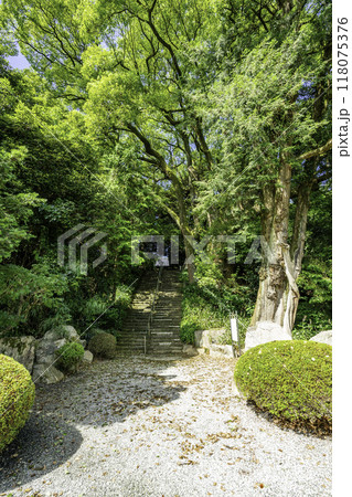 四国八十八箇所67番　大興寺　大カヤ　大クス　香川県三豊市 118075376