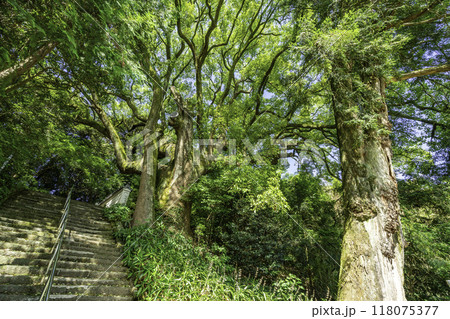 四国八十八箇所67番　大興寺　大カヤ　大クス　香川県三豊市 118075377