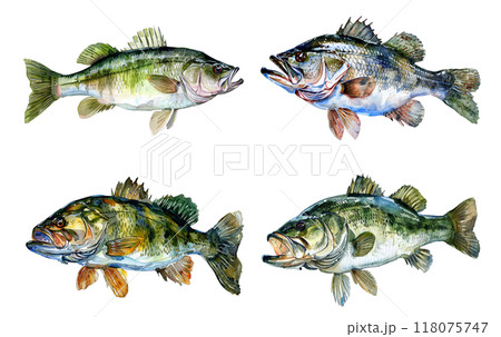 Detailed watercolor illustration of a brown bear head, showcasing realistic textures and lifelike expressions. Wildlife Animals. 118075747