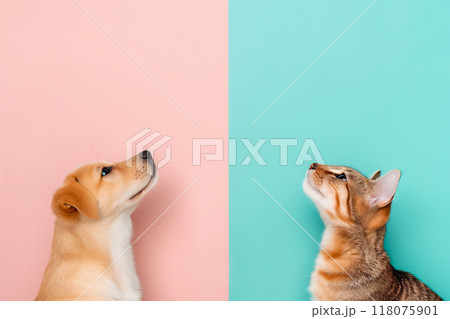 A dog and a cat are looking at each other A dog and a cat are looking at each other 118075901