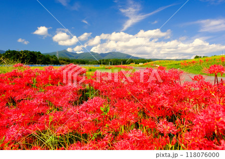 赤城山の彼岸花 赤城山の彼岸花 118076000
