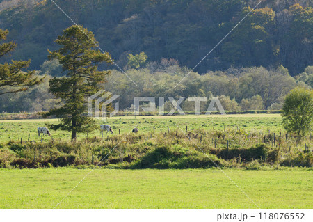 秋晴れの美瑛の紅葉 118076552