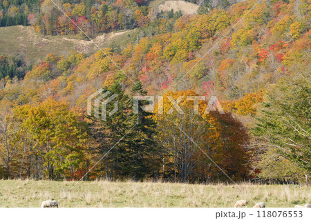 秋晴れの美瑛の紅葉 118076553