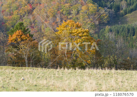 秋晴れの美瑛の紅葉 118076570