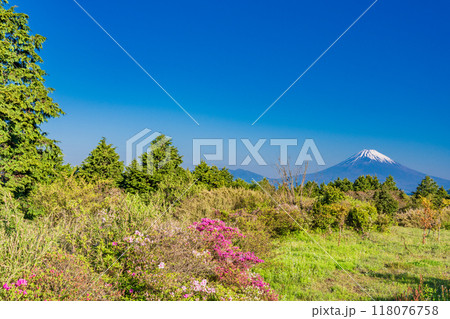 【静岡県】ツツジ咲く伊豆スカイライン道路から富士山眺望 118076758