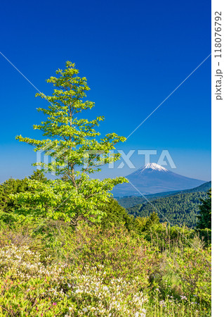 【静岡県】新緑の十国峠、富士山眺望 118076792