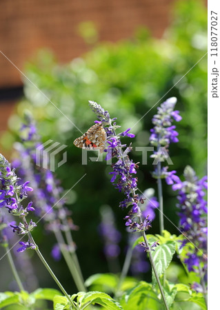 ヒメアカタテハとサルビアの花 118077027