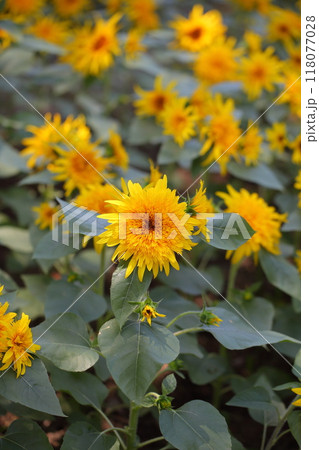 八重咲きヒマワリの花 118077028