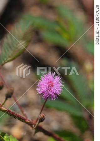 オジギソウの花 118077029