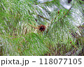 木の上　松ぼっくり　落ちる前 118077105