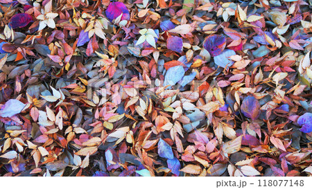 秋の公園の落葉の風景 118077148