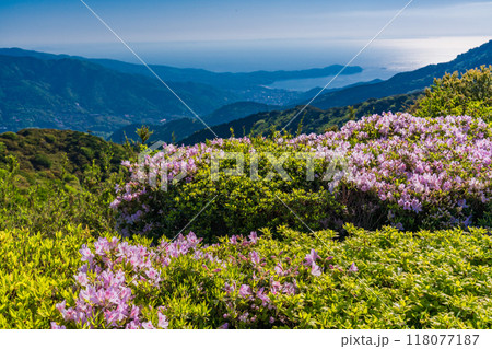 【静岡県・神奈川県】満開のツツジが美しい十国峠から、真鶴半島を見下ろす 【静岡県・神奈川県】満開のツツジが美しい十国峠から、真鶴半島を見下ろす 118077187