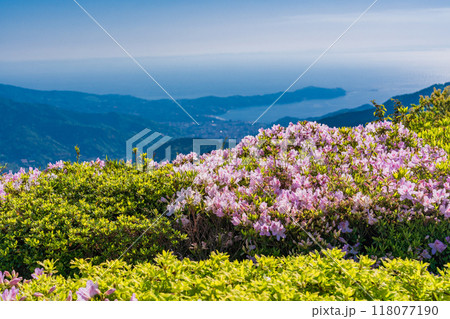 【静岡県・神奈川県】満開のツツジが美しい十国峠から、真鶴半島を見下ろす 118077190