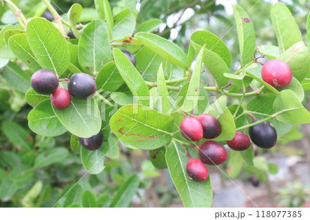 Carissa carandas fruit on tree in farm 118077385