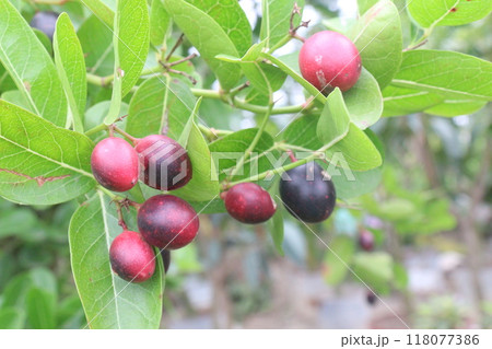Carissa carandas fruit on tree in farm 118077386