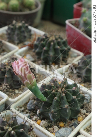 Easter Lily Cactus on nursery 118077393