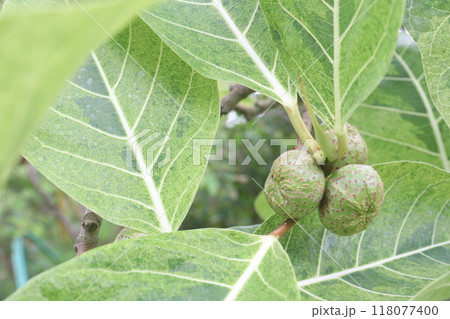 Ficus septica fruit plant on nursery 118077400