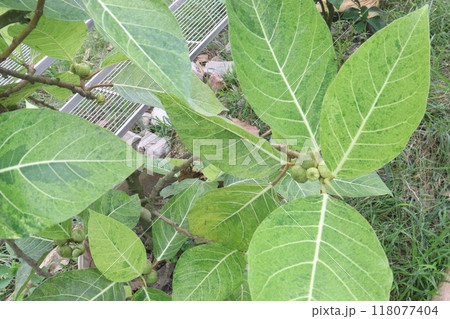 Ficus septica fruit plant on nursery 118077404