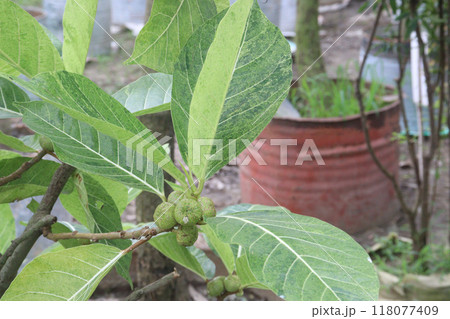 Ficus septica fruit plant on nursery 118077409