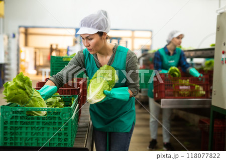 Asian woman working in vegetable factory 118077822