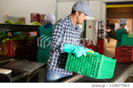Man working in vegetable factory 118077863
