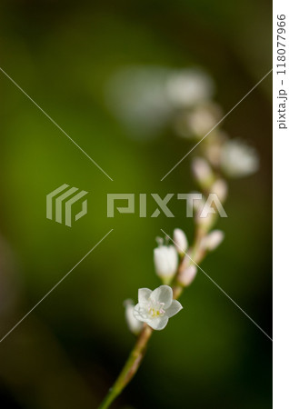 信濃川・やすらぎ堤の白花桜蓼(しろばなさくらたで) 信濃川・やすらぎ堤の白花桜蓼(しろばなさくらたで) 118077966