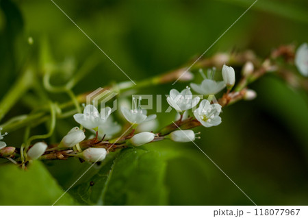 信濃川・やすらぎ堤の白花桜蓼(しろばなさくらたで) 信濃川・やすらぎ堤の白花桜蓼(しろばなさくらたで) 118077967