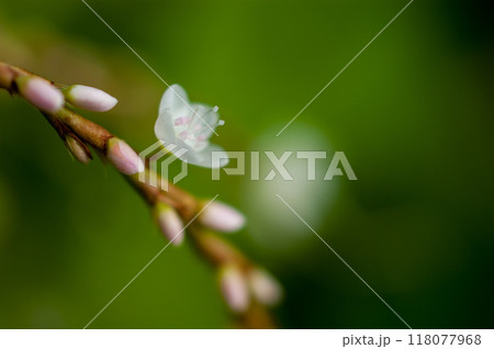 信濃川・やすらぎ堤の白花桜蓼(しろばなさくらたで) 118077968