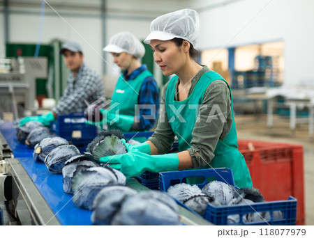 Female employee working on conveyor line sorting red cabbages 118077979