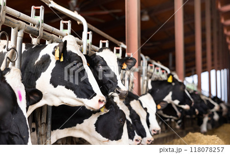 Herd of cows eating forage fodder Herd of cows eating forage fodder 118078257